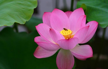 Blooming lotus flowers in summer