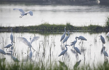 Egrets seen at wetland in E China's Jiangsu
