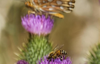 Bee, butterfly seen on flowers at campsite near Lake Arrowhead in California