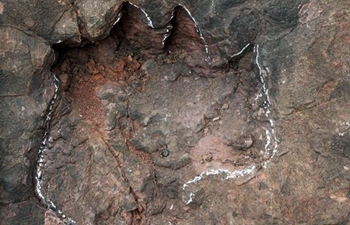 Early Jurassic dinosaur footprints discovered in Guizhou