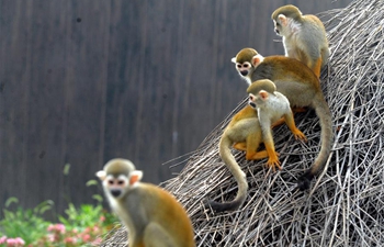 Squirrel monkeys seen in Suzhou, E China's Jiangsu