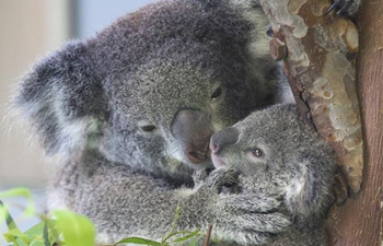 Baby koala makes debut in east China's Nanjing