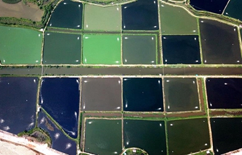 Aerial view of shrimp culture ponds in south China's Guangxi