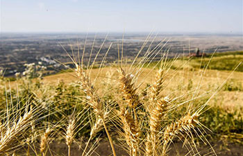 In pics: wheat field in China's Xinjiang