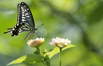 In pics: butterflies lingering over flowers