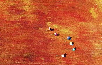 Autumn harvest underway across China