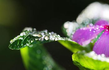 In pics: sparkling dewdrops on plants