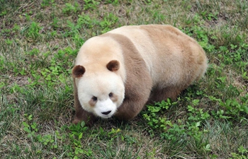 Rare brown and white giant panda seen in Xi'an, NW China's Shaanxi