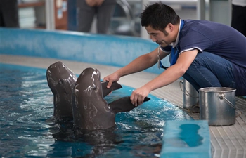 Second artificial-bred Yangtze finless porpoise in good health