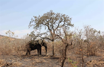 Rwanda mourns death of 48-year-old elephant