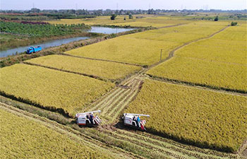 Scenery of rice harvest in east China's Anhui