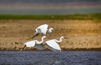 Egrets fly above Poyang Lake in E China's Jiangxi