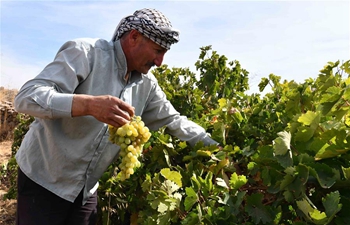 Feature: Traditional grape molasses remains popular in southern Syria
