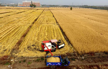Harvesters work in paddy field in N China