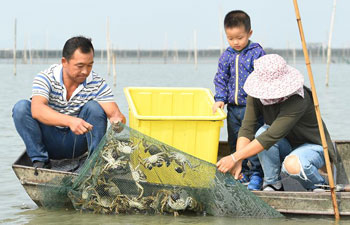 Farmers busy with work in harvest season of Taihu Lake crab