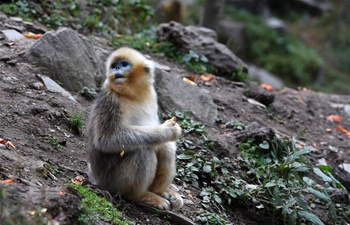 In pics: golden monkeys at Yuhe National Natural Reserve in NW China's Gansu