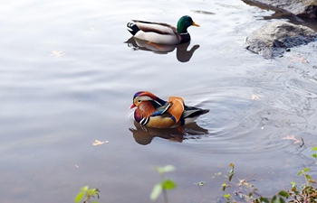 Mandarin duck becomes new star in New York City's Central Park