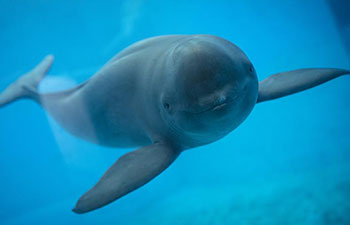 Yangtze finless porpoises seen at central China's aquarium