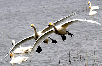 Migratory swans spend winter at central China's wetland