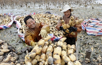 Farmers harvest lotus roots in China's Anhui
