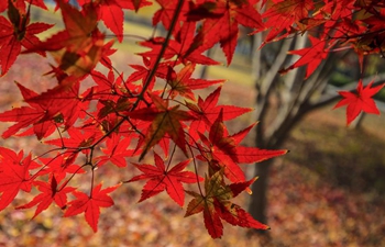 Beautiful maple leaves across China