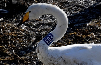 White swans fly from Siberia to Yellow River wetland to spend winter