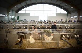 Ornamental chickens show held in Warsaw, Poland