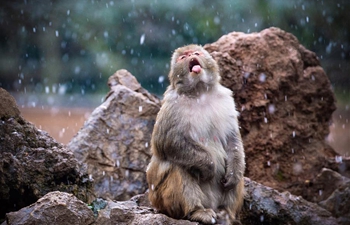 Macaques have fun in snow at Hongshan Forest Zoo in Nanjing, China's Jiangsu