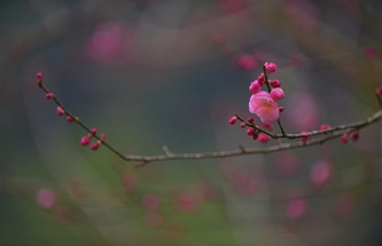 Plum blossoms in Xuan'en County, central China's Hubei