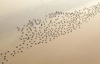 Wild geese fly over Yellow River Wetland in central China's Henan