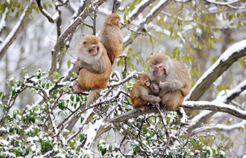 In pics: monkeys in snow