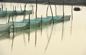 In pics: crab-raising cage farm in Huaian, E China's Jiangsu
