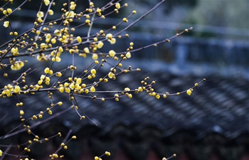 Wintersweet blossoms in Hangzhou, east China's Zhejiang