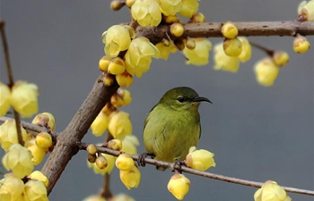 In pics: wintersweet flowers in east, southwest China