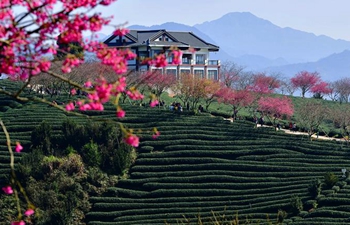 Tourists enjoy view of cherry in tea garden in SE China's Fujian