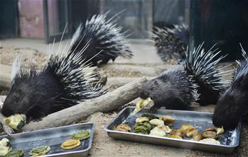 Animals in China's Tianjin Zoo greet upcoming Spring Festival