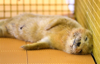 Seal cub born at Harbin Polarland, NE China's Heilongjiang