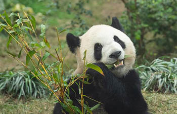 Macao Giant Panda Pavilion offers free admission to celebrate Chinese Lunar New Year