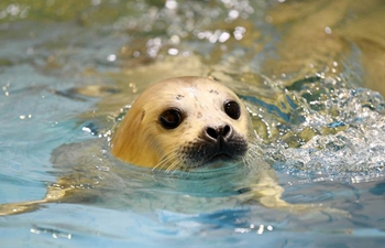 In pics: new-born seal cub at Harbin Polarland