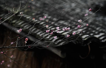 In pics: plum flowers at Xixi National Wetland Park in Hangzhou