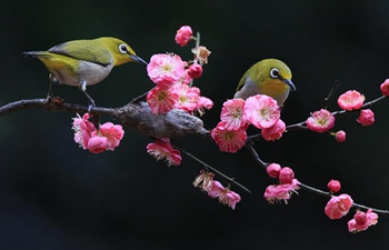 Birds gather around plum blossom in central China's Hunan