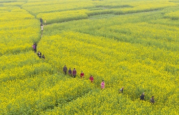 In pics: blooming cole flowers across China