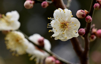 Plum blossoms in east China's Shangdong