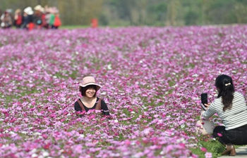 Tourists view blooming coreopsis at scenic spot in Nanning, S China