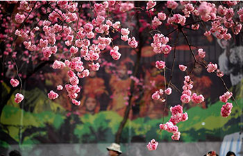 People enjoy cherry blossoms in SW China's Kunming