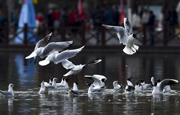 Black-headed gulls seen in Yinchuan, NW China's Ningxia