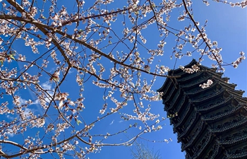 Spring scenery at universities in Beijing