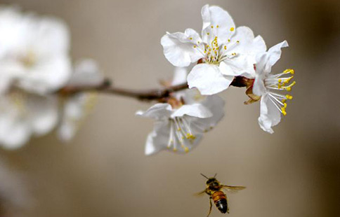 Apricot flowers bloom in NW China's Xinjiang