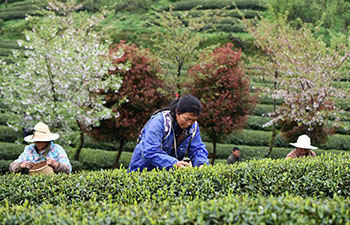 Farmers busy harvesting tea leaves ahead of Qingming Festival in China's Guizhou