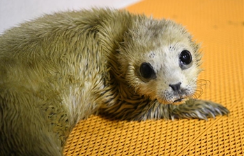 New-born seal pup makes debut at Harbin Polarland